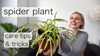 SPIDER PLANT Care | How to care for Spider Plants