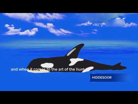 The Incredible Orca Hunt – Frozen Planet