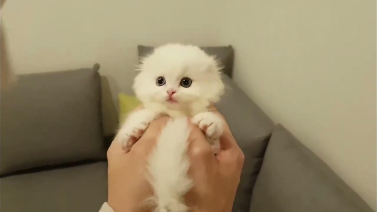 Munchkin kitten jumping Shocking jump YouTube