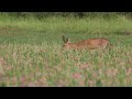 brocard se gorgeant de sainfoin