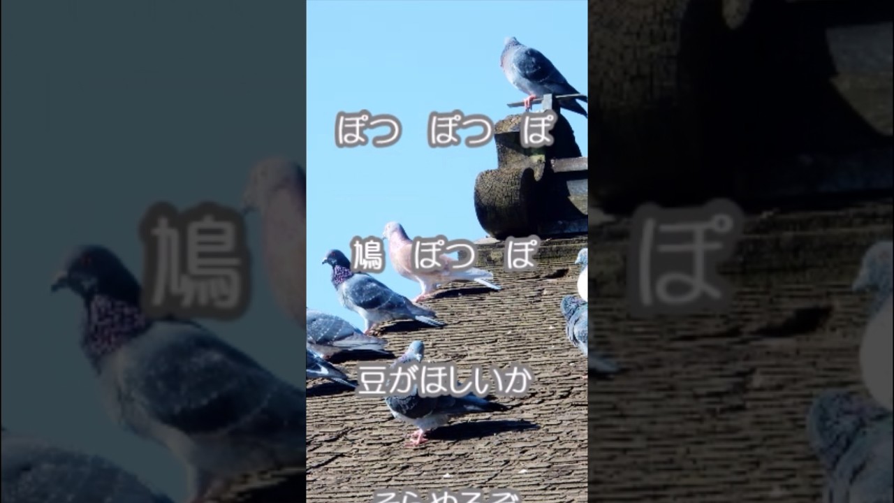 鳩」1番→「鳩ぽっぽ」→「鳩」2番 男声独唱 - YouTube