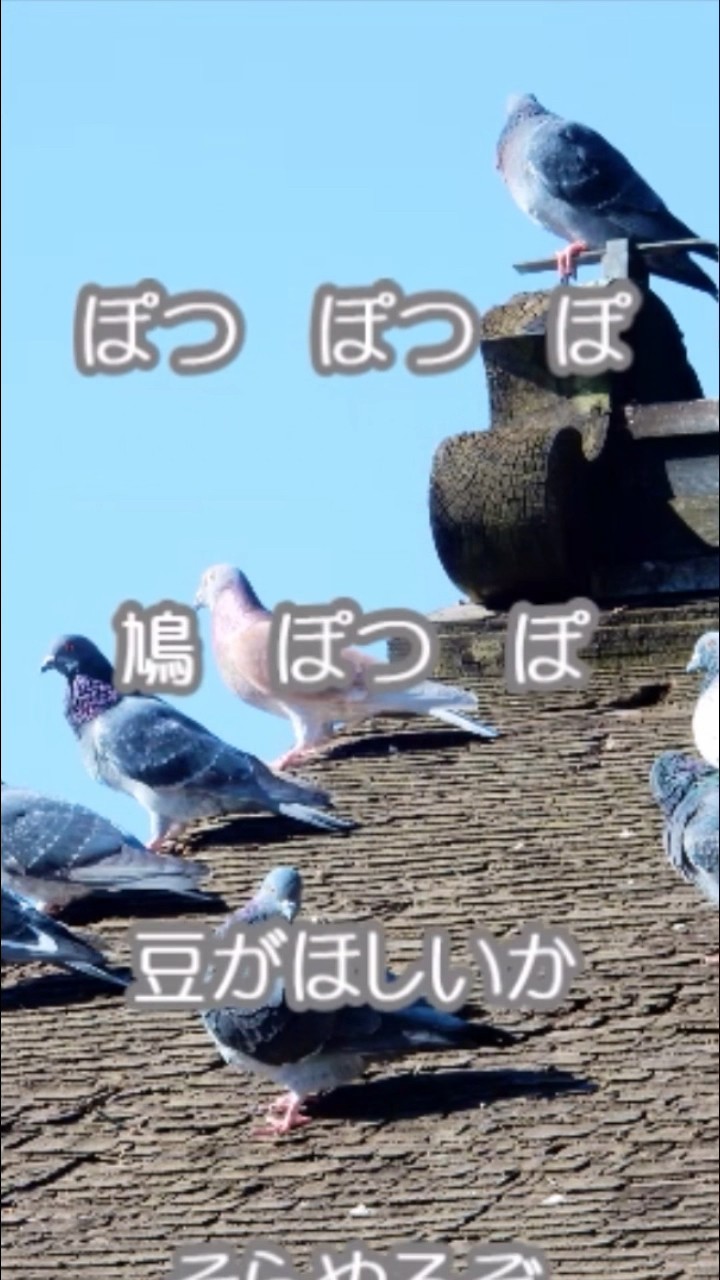鳩」1番→「鳩ぽっぽ」→「鳩」2番 男声独唱 - YouTube