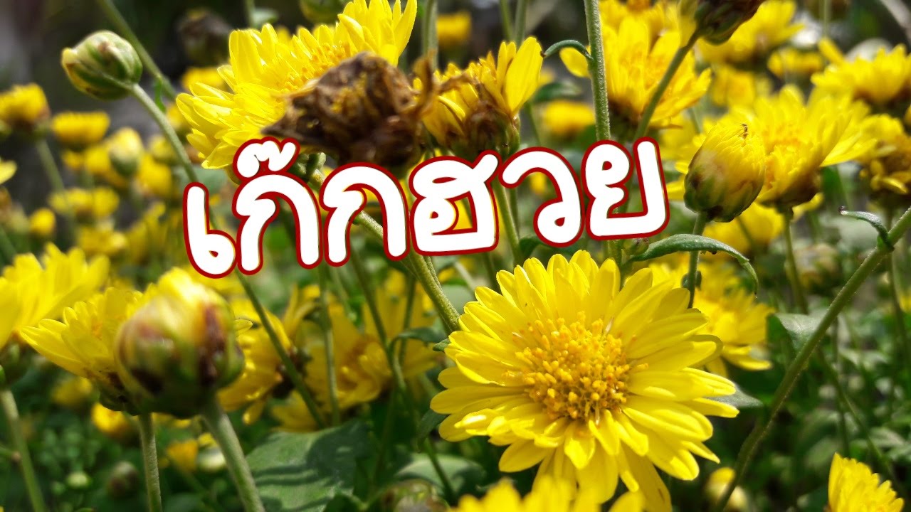 ต้นดอกเก๊กฮวย Chrysanthemums tree for Chrysanthemum tea YouTube