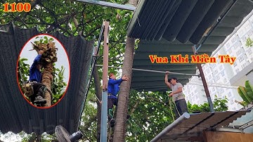 T.rời đang mưa, cây Dừa nằm ở chỗ chật hẹp Vua Khỉ đã cưa hạ gốc như thế nào ? Cutting coconut tree