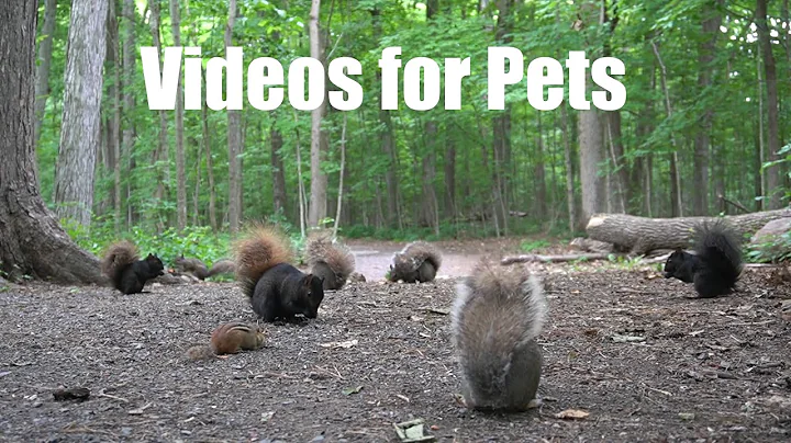 Video 4975021: canadian forest, cat pets