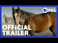 The Impact of Horses in America
