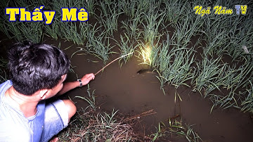 Cắm Câu Đêm Trên Ruộng Không Ngờ Lại Nhiều Cá Đến Vậy - Nồi Cháo "Trên Trời Dưới Nước"/NGÃ NĂM TV