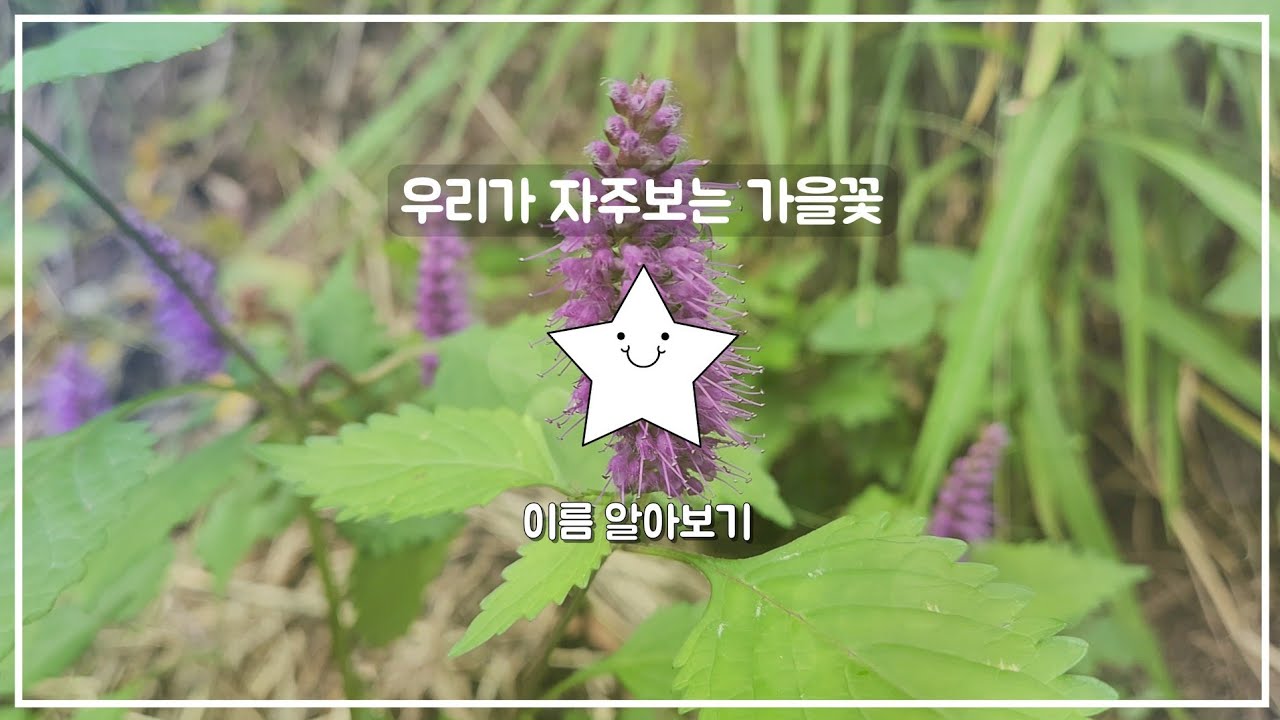 이쁘게 피어나는 가을꽃들 이름 알아보기~~^^ #가을꽃 - Youtube