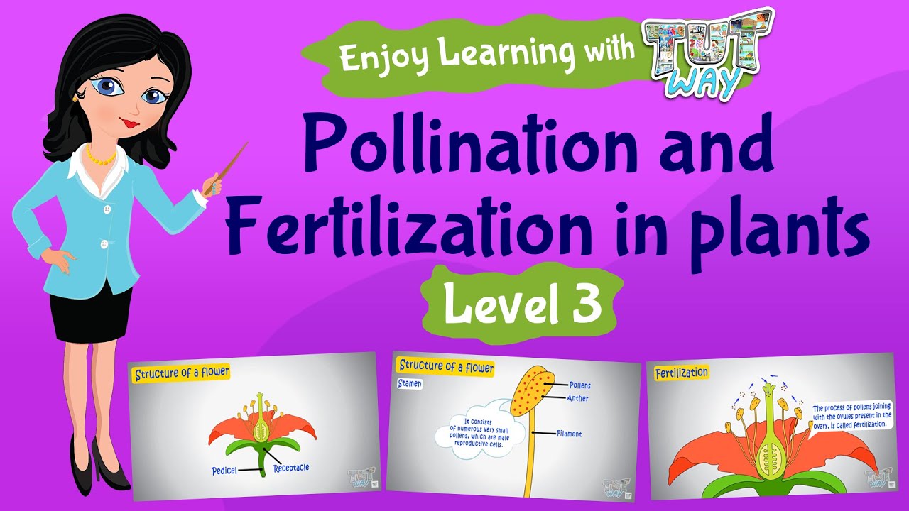 Pollination Fertilization In Plants