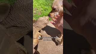 Puppy Tortoise Love Story 