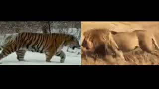 Lion Vs Tiger - African Lion vs Siberian Tiger - Size Comparison; Part - 7