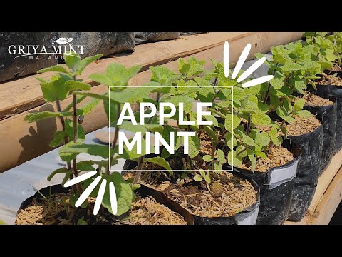 Video: Apple Mint Care - Cara Menanam Tanaman Herbal Mint Apel