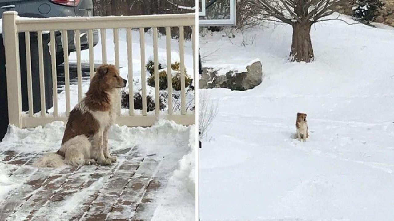 Abandoned Dog Waits 5 Days In The Snow For Her Family To Come Back ...