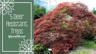 Top 5 Deer Resistant Trees That Actually Work | Nature Hills Nursery