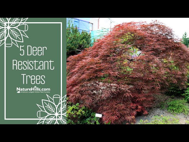 Best Deer Resistant Trees