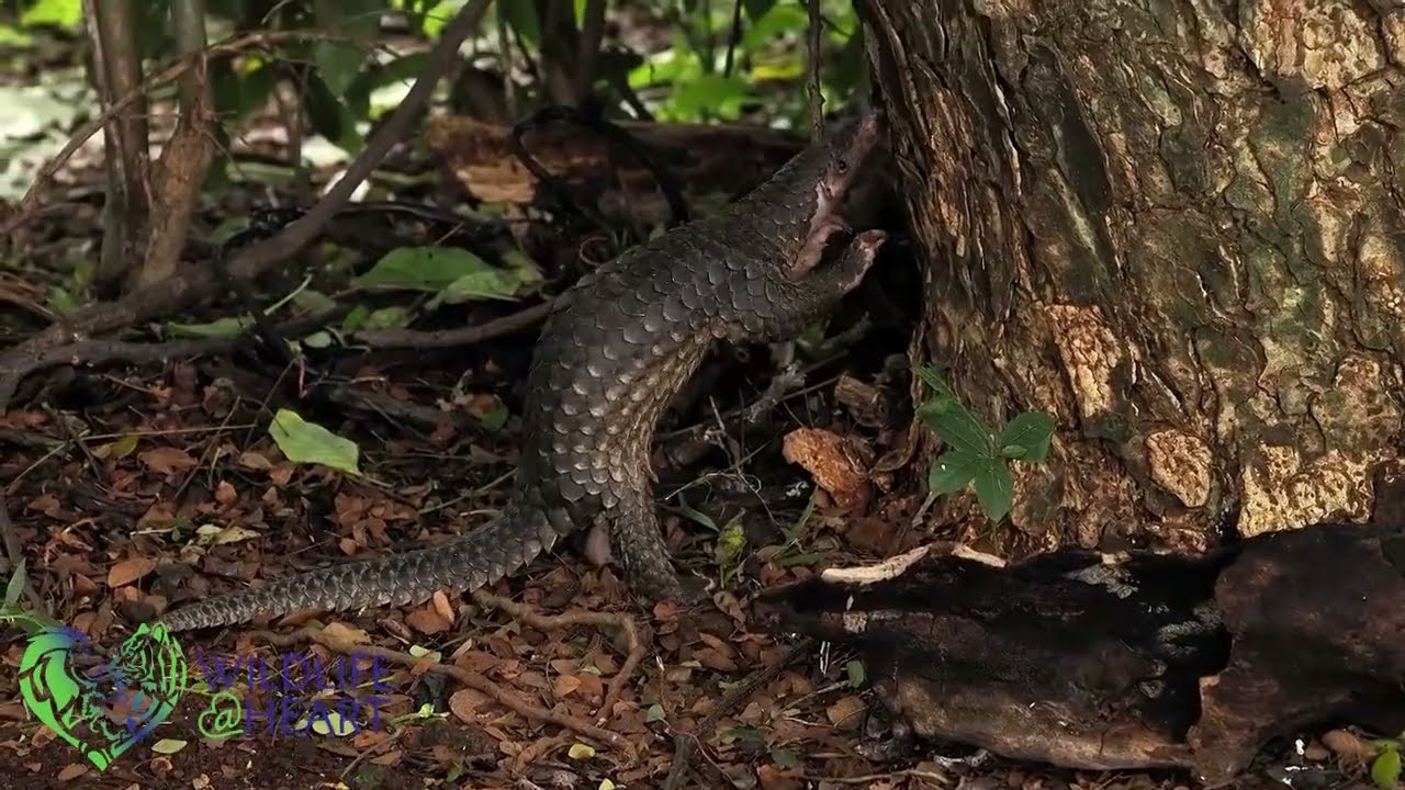 Getting to Know All About Pangolins | Wildlife at Heart