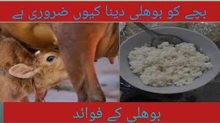 Calf rearing|Calf rearing|بوھلی کے فوائد|antibodies in clostrum|calf immunity|rumen development