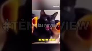 Download Lagu ở đâu lòi ra có con chim này lạ quá #temreview #memes #memevietnam #meme #funny #haihuoc MP3