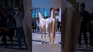 Akhal Teke, kuda cantik yang glowing #informatif #faktaunik Akhal Teke, kuda cantik yang glowing #informatif #faktaunik