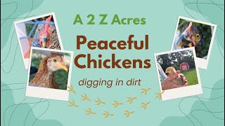 Peaceful Chickens Dig and Scoop