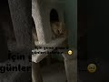 #reels #cat #yavruhayvanlar #kedde #keşfet #cute #kitten #catvideos #kedi #love #funny #cutecat #cat