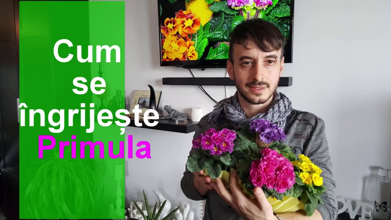 Cum se ingrijeste Primula