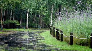 Focus on Forest Rain Sounds Emotional Comfort to Ease Anxiety and Find Perfect Inner Peace in Nature