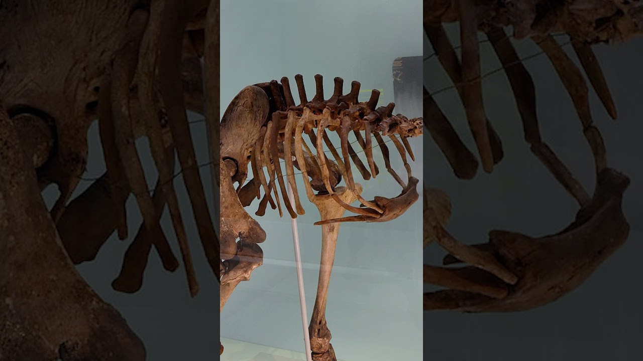 All 9 Moa Species - Quickfire Edition