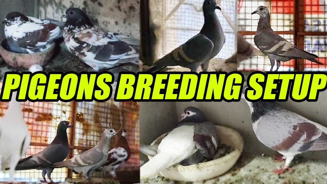 Pigeons Amazing Breeding Setup Tips | Wonder Colorful Racing Pigeons Rare Breeds Loft | Brother Azam
