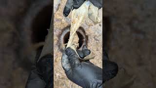 If you live in liverpool you may have this issue with your drains!