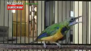 DAHSYAT!!!! Cucak cungkok gacor nembak full