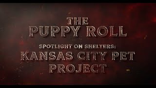 KC Pet Project | Shelter Spotlight