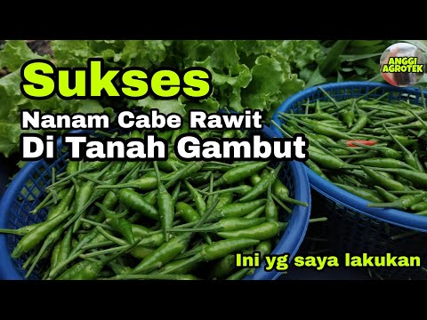 Video: Pot gambut: bagaimana cara menggunakannya? Menanam bibit di pot gambut