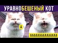 Приколы с котами. УравноБЕШЕНЫЙ кот | Мемозг #260