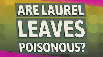 Which laurel is not poisonous?