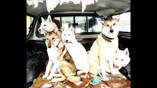 СКОЛЬКО СЧАСТЬЯ У ЛАЕК ДОМА!!! СКОЛЬКО СЧАСТЬЯ У ЛАЕК ДОМА!!!