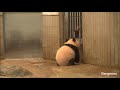 2018/03/15（276日齢） 飼育員さんのところに行きた～い！シャンシャンともぐもぐシンシン