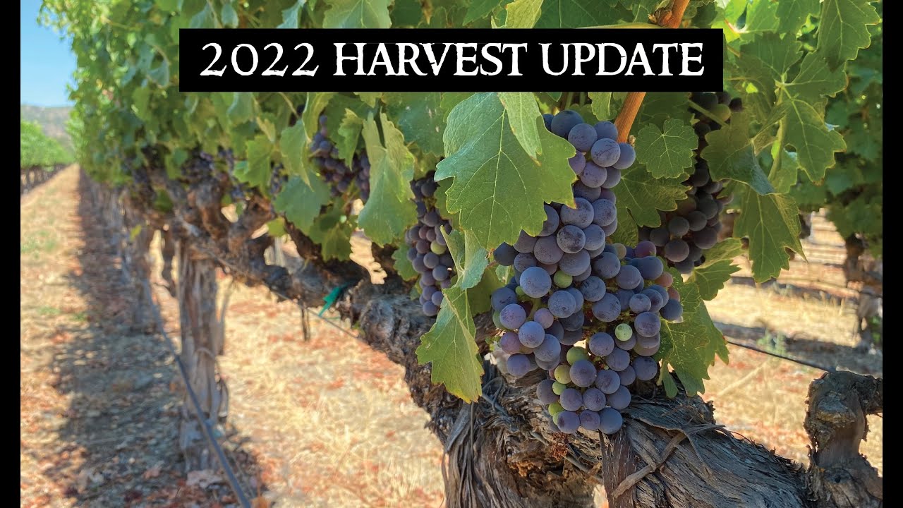 2022 Harvest Update August YouTube