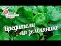 Вредители на  землянике #urozhainye_gryadki