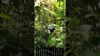 Amazonský Deštný Prales Produkuje 20 % Kyslíku?