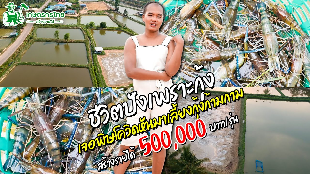 ชมสวนเกษตรกรไทย l Ep47 ตอน ชีวิตปังเพราะกุ้ง เจอโควิดจึงกลับมาเลี้ยงกุ้ง รายได้รอบละ 500,000 บาท
