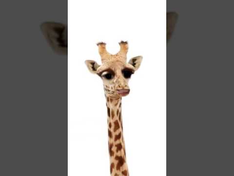 أنا المندلينا