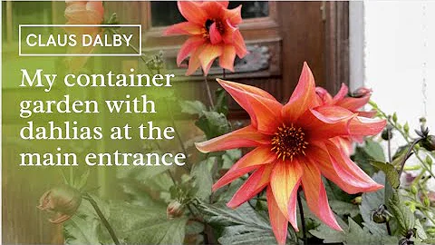 My container garden with dahlias at the main entra...