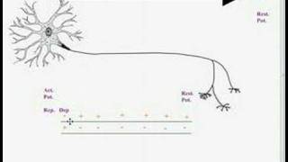 Bio12 May22 Nerve Impulse Part 6 Review Part III