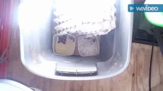●Dubia Roach Time Lapse+Feeding●