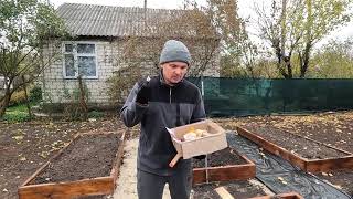 картинка: Сажаем озимый чеснок гнездовым способом.