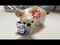 大好きなヨーグルトを渡したらこうなりました笑 【ペキチワのピノ】