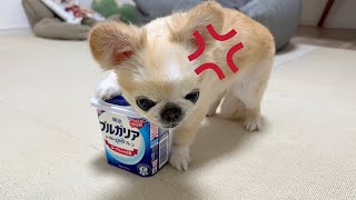 大好きなヨーグルトを渡したらこうなりました笑 【ペキチワのピノ】