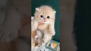 Cute kittens ❤                             #shorts #short #shortsfeed #cute #kitten #peekaboo