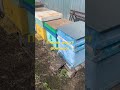 Пчелы в городе